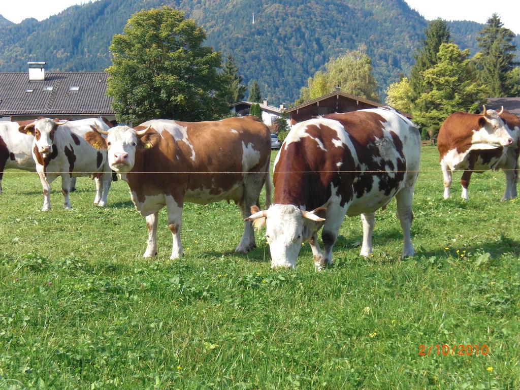 Familien-Bauernhof-Berghammer Rotta Exteriér fotografie
