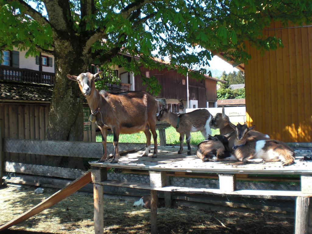 Familien-Bauernhof-Berghammer Rotta Pokoj fotografie